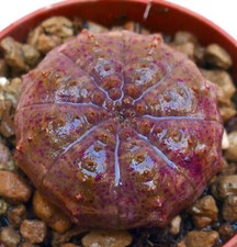 Euphorbia obesa rosa usato  Napoli