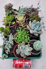 Large indoor succulent for sale  LONDON