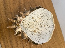 Spiny shell common for sale Spiny shell common for sale  CLACTON-ON-SEA