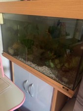 Fish tank fish for sale  WILLENHALL