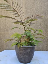 Old mimosa red for sale  Westminster