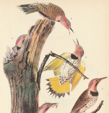 1941 audubon art for sale  Medina
