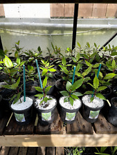 Bay trees 9cm for sale  PORT TALBOT