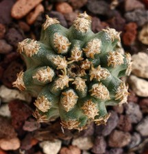 Pediocactus sp. vicino usato  Napoli