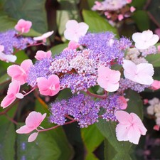 Hydrangea aspera hot for sale  UK