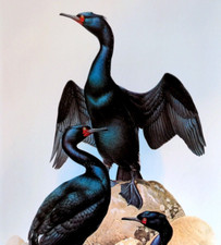 Lansdowne birds bairds for sale  Sahuarita