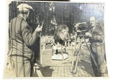 Lion zoo scene for sale  Mantorville