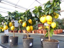 Beste sorte bonsai gebraucht kaufen  Goch