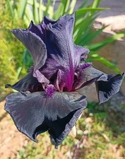 Rhizome iris black d'occasion  Chaumont