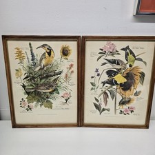 Vintage framed bird for sale  Parksville