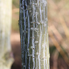 Acer davidii viper for sale  UK