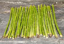 30cm salix fast for sale  HEYWOOD
