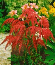 Astilbe thunbergii rote gebraucht kaufen  Westerstede