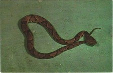Usa copperhead snake for sale  Lakewood