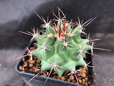 Thelocactus rinconensis vivaio usato  Massafra