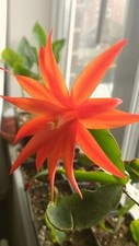 Orange easter cactus for sale  SKEGNESS