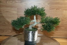 Bonsai faux japanese for sale  Louisville