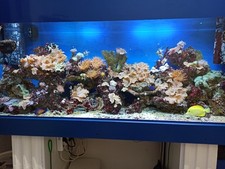 Aquarium meerwasser komplett gebraucht kaufen  Gorxheimertal
