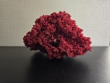 Coquillage corail rouge d'occasion  Savigny-le-Temple