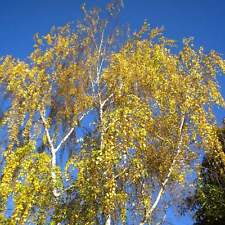 Betula pendula betulla usato  Napoli