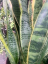 Rooted sneak plants for sale  Woodhaven