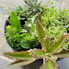 Succulent cuttings varieties for sale  Derwood