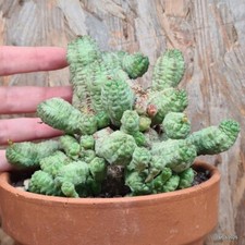 Euphorbia pseudoglobosa compat usato  Trevi