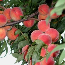 Flamingo frostharter pfirsich gebraucht kaufen  Detmold
