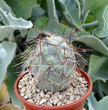 Tephrocactus geometricus cactu d'occasion  Servian