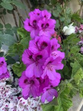 Live plant beautiful for sale  San Jose