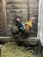 Brown leghorn hatching for sale  CHESTERFIELD