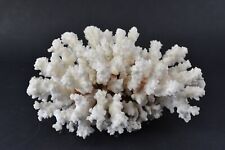 Dried natural coral for sale  NORTHAMPTON