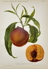 Antique fruit lithograph d'occasion  Expédié en Belgium