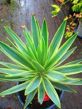 Large hardy variegated for sale  OXFORD