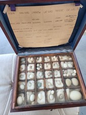 coleção de ovos de pássaro vintage em caixa de vitrine de madeira, usado comprar usado  Enviando para Brazil