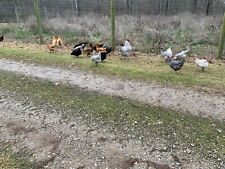 Fertile chicken hatching for sale  Amesville