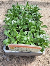 Alyssum white garden for sale  NEWENT