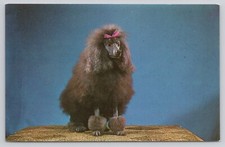 Cartão postal Poodle preto padrão de raça pura com laço de fita rosa comprar usado  Enviando para Brazil