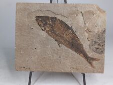 Knightia fossil fish for sale  Aurora