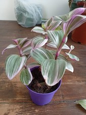 Talea tradescantia usato  Trieste