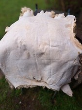 Peau mouton tannée d'occasion  Mortagne-au-Perche