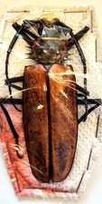 Callipogon armillatus 93mm for sale  Everett