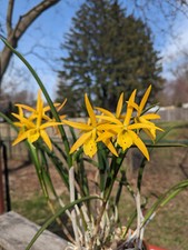 Bl. claudia cotarelo for sale  Akron