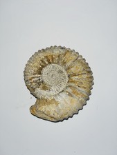 Huge jurassic ammonite for sale  BRISTOL