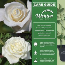 plants bushes for sale  USA