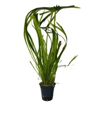 Vallisneria spiralis vasetto usato  Resana