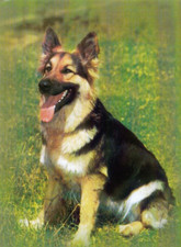 Usado, German  Shepherd  *   Altdeutsche   Schäferhund  Postkarte  *   Postcard  # 25 comprar usado  Enviando para Brazil