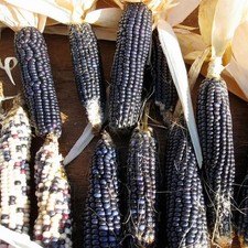 Hopi blue corn for sale  Bois D Arc