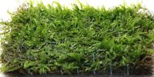 250g java moss for sale  DRONFIELD