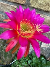 Ibrido trichocereus fli2016.15 usato  Spedire a Italy